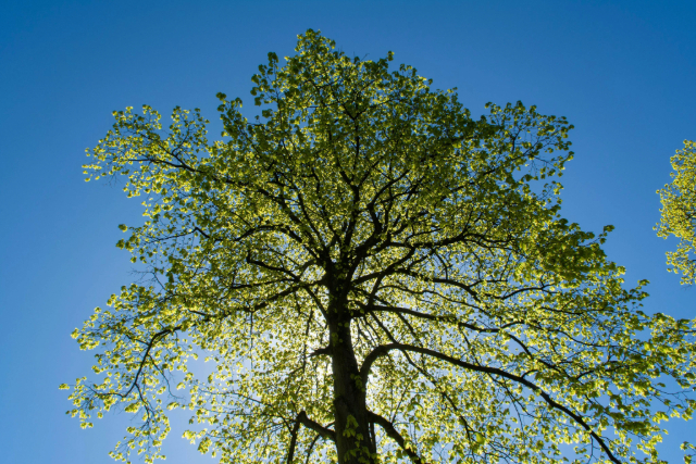 Service de consultation