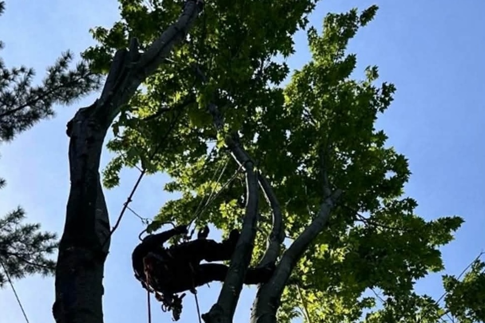 Service d'élagage en milieu restreint